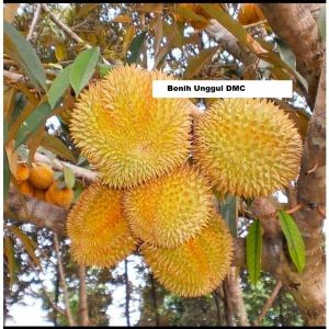 Bibit Durian Matahari Kaki 3 Super Okulasi