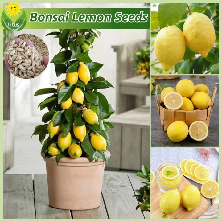 100% Legit Fresh Dwarf Lemon Seeds for Planting & Gardening (15pcs ...