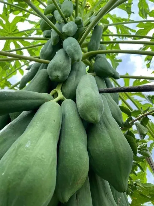 H%E1%BA%A1t%20gi%E1%BB%91ng%20%C4%91u%20%C4%91%E1%BB%A7%20l%C3%B9n%20Phuket%20si%C3%AAu%20ng%E1%BB%8Dt%20Th%C3%A1i%20Lan%20(%205Gram=%20kho%E1%BA%A3ng%20150%20h%E1%BA%A1t)%20-%20Image%203