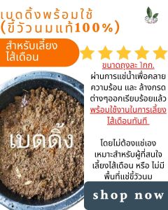 อาหารเลี้ยงไส้เดือน เบดดิ้ง (ขี้วัวนมแท้100%) พร้อมใช้ อาหารไส้เดือน ขี้วัวนมแช่น้ำ bedding พร้อมใช้ บรรจุถุงละ 1 Kg. ปลอดภัย ไม่มีโซดาไฟ 100%