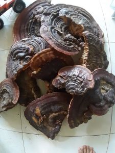 1kg nấm linh chi rừng NGUYÊN MIẾNG hàng chuẩn 100%