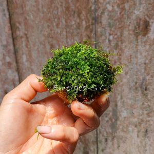 Moss on Big Wabikusa/on Lava Rock-Emerge/Aquatic Plant/Tumbuhan Akuatik/Terrarium/ Paludarium/Vivarium