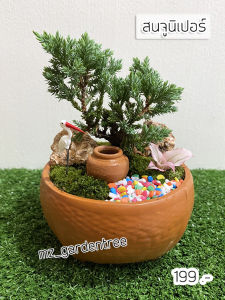 [ต้นไม้จริง] สนจูนิเปอร์