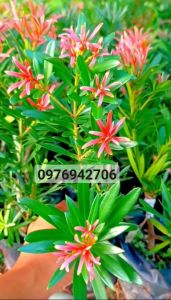 CÂY TÙNG ĐỘT BIẾN NGỌC Ý ĐỌT ĐỎ CAO 20-25cm-TÙNG TRÁI QUÝ HIẾM-CÂY GHÉP ZALO 0976942706