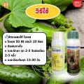 แตงกวา ใบไหม้ ใบจุด ราแป้ง ราน้ำค้าง โรคราต่างๆ ป้องกันและกำจัดด้วย ไอเอส และเร่งฟื้นฟูด้วย ปุ๋ย FK-T. 