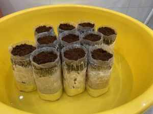 Phôi Nấm Mối Đen (01 kiện hàng 6 bịch )Chưa Có Mụn Dừa Trồng