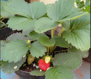BIBIT STRAWBERRY CALIFORNIA BUAH BESAR & MANIS 5 BIBIT SIAP TANAM