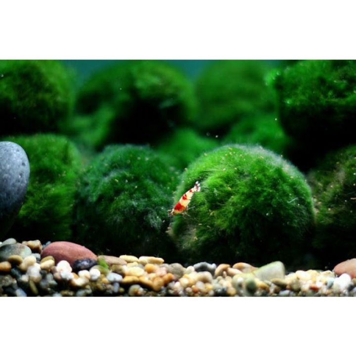 Tảo Cầu May Mắn Marimo Moss Ball Nhật Bản - Tảo Cầu Rêu Nuôi Trong Hồ ...