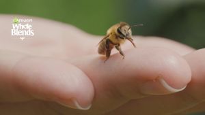 Garnier Whole Blends Honey Treasures Repairing Mask for Dry Damaged Hair 11.5 Fl Oz 2 Count (Packaging May Vary)