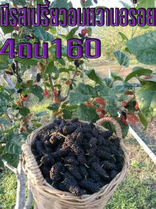 4*ต้น มัลเบอรี่ ดำออสตุรกี ผลใหญ่ที่สุด อร่อย ออกผลแทบทั้งปี มีรสเปรี้ยวอมหวานอร่อย มีสินค้าพร้องจัดส่ง