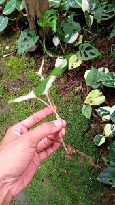 Bibit Sirih Hijau Varigata: Tanaman Herbal Berkualitas