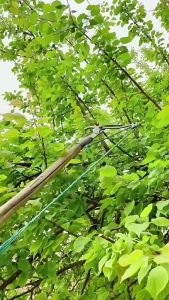 Đầu kéo cắt cành cây trên caotỉa cây cảnhhái hoa quả -màu đen