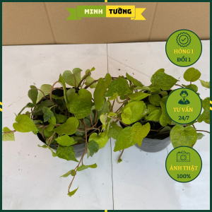 Cây Trầu Ăn Lá (Trầu Quế) - Cây Trầu Không (Trầu Cau)