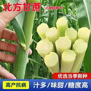 อ้อยหวานที่มีน้ำตาลสูง    ข้าวโพดหวานจากภาคเหนือ ข้าวฟ่าง ข้าวหวาน ข้าวโพดหวาน