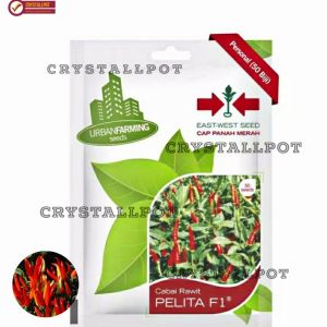 benih bibit cabai rawit pelita f1 cap panah merah - CABAI PELITA F1