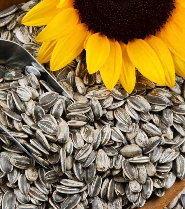 1Kg JUMBO GIANT SUNFLOWER SEEDS (OPV) Lazada PH