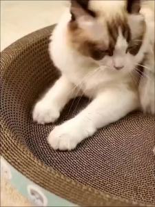Cat Scratcher Oval/Round Plus-Size Board Durable Scratch Resistant And Debris Free  Bed Cat Toy