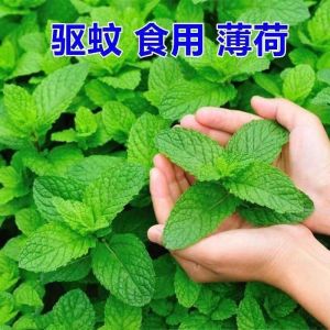 Four Seasons Coriander Thailand Heat-Resistant Balcony Vegetable Garden Large Leaf Coriander