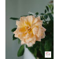 กุหลาบ สีน้ำผึ้ง โกลเด้นท์ บุดด้า Golden Buddha Rose(อเมริกา). 