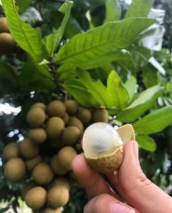 KLENGKENG NEW KRISTAL | Cepat Berbuah | Berbuah Di Dalam Pot | BIBIT OKULASI / SAMBUNG PUCUK
