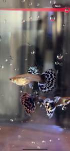 [KT Fish] Mosaic Guppy 马赛克孔雀鱼