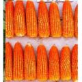 PlantSeed- 30 Benih Bibit Tanaman Jagung Kristal Biji Timun. 