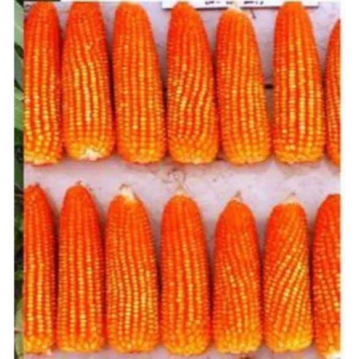 PlantSeed-%2030%20Benih%20Bibit%20Tanaman%20Jagung%20Kristal%20Biji%20Timun%20-%20Image%202