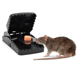 Beli 5 lebih murah Perangkap tikus besar/ Jebakan Tikus Mouse trap