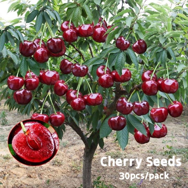 Fast Growing 30Pcs Cherry Seeds for Sale Sweet and Delicious Tropical ...