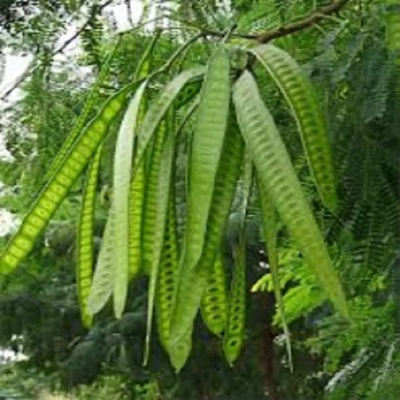 dieffenbachia plant Dieffenbachia 'Amy' | Indoor Plant | Tropical Plant | Potted Plant