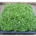 Hạt giống Cải Xoong Mỹ (Xà Lách Xoong Mỹ) - Watercress - 1000 hạt. 