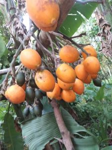 LLC FRESH ALAGAW LEAVES 100G PER PACK