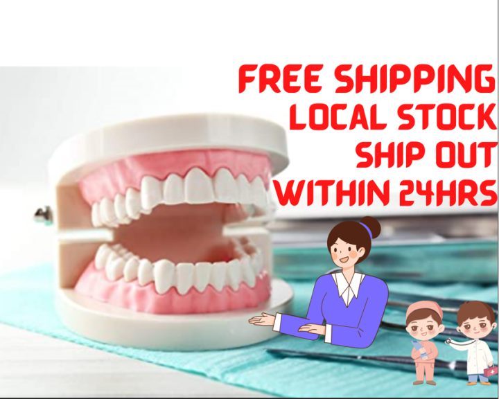 Dental Standard Teeth Model Tooth Brushing Model Typodont Demonstratio ...