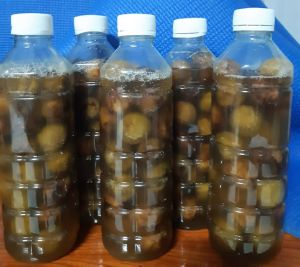 Sấu xanh tươi ngâm đường kính trắng tinh luyện.