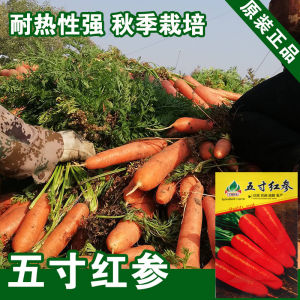 Red ginseng carrot radish three reds 5inch Ginseng radish vegetable dish