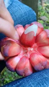 Kadsura coccinea REAL PLANT (not fruits)