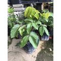 PBN - anak pokok longan lada hitam - mata kucing isi tebal bunga nursery fruit sapling buah outdoor hybrid cepat berbuah. 
