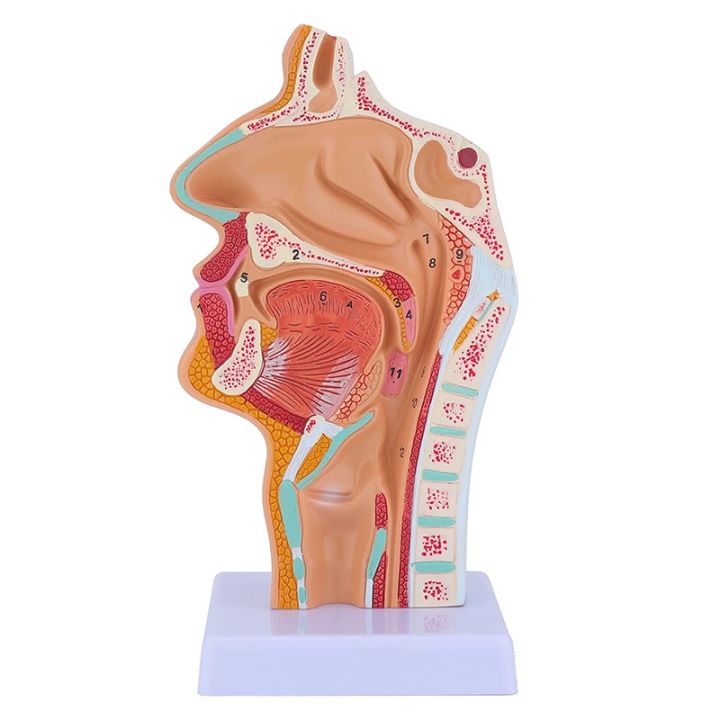 PVC Human Larynx Anatomical Model - Medical Anatomy Skeleton Throat Model