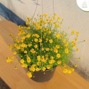 Treeno.9 T198 รวม 9 เดซี่ (Daisy) (ดอกไม้รับประทานได้) กระถางแขวน 8 นิ้ว สูง 25-50 ซม. / ไม้ประดับ ไม้ดอก (ต้นไม้)