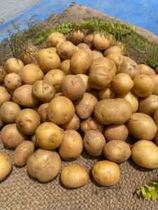 🥔 Baby Potato – Fresh from Cameron Highlands