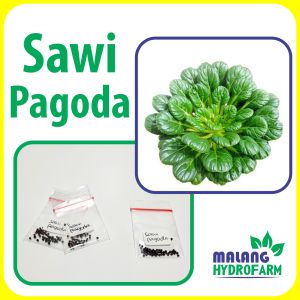 Benih Sawi Pagoda Unggulan berkualitas biji bibit hydroponik hidroponik sayuran tanaman sayur tatsoi ta ke chai