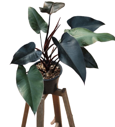 Philodendron Black Knight Cutting (Seller Code : 1LNR) [BUY 1 TAKE FREE 1  Pc. 2 to 3 leaves Philodendron or Pothos cutting randomly picked by Seller]  Indoor Plants Cutting - Lazada | Lazada PH
