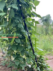 Phân Atonik hộp 10 gói 10ml chuyên dùng kích rễ - trồng các cây vừa mua từ vườn ươm về kích ra rễ mạnh