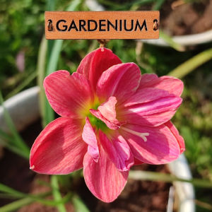 Umbi Bunga Rain Lily Madame Butterfly - Rainlily Zephyranthes Hybrid