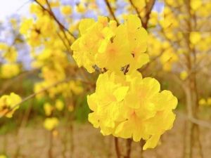 Hạt giống hoa phong linh hoa mix màu ( Gói 10 hạt ) - FlowerSeeds