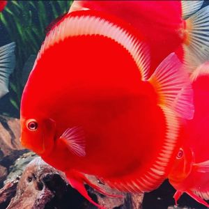 Hiasan Aquarium Discus Raffesia Merah Premium untuk Aquascape