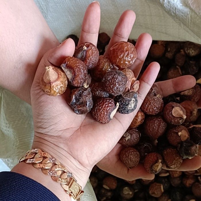 Biji Buah Lerak 1 Kg Dengan Biji Termurah Pure Tanaman Nusantara ...