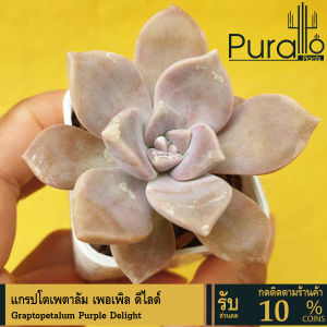 ต้นไม้อวบน้ำ กุหลาบหิน แกรปโตเพตาลัม เพอเพิล ดีไลด์ Graptopetalum Purple Delight