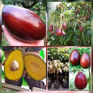 ( Bonus Gratis Pupuk NPK ) ( COD ) promo bibit alpukat red Vietnam/tanaman hidup