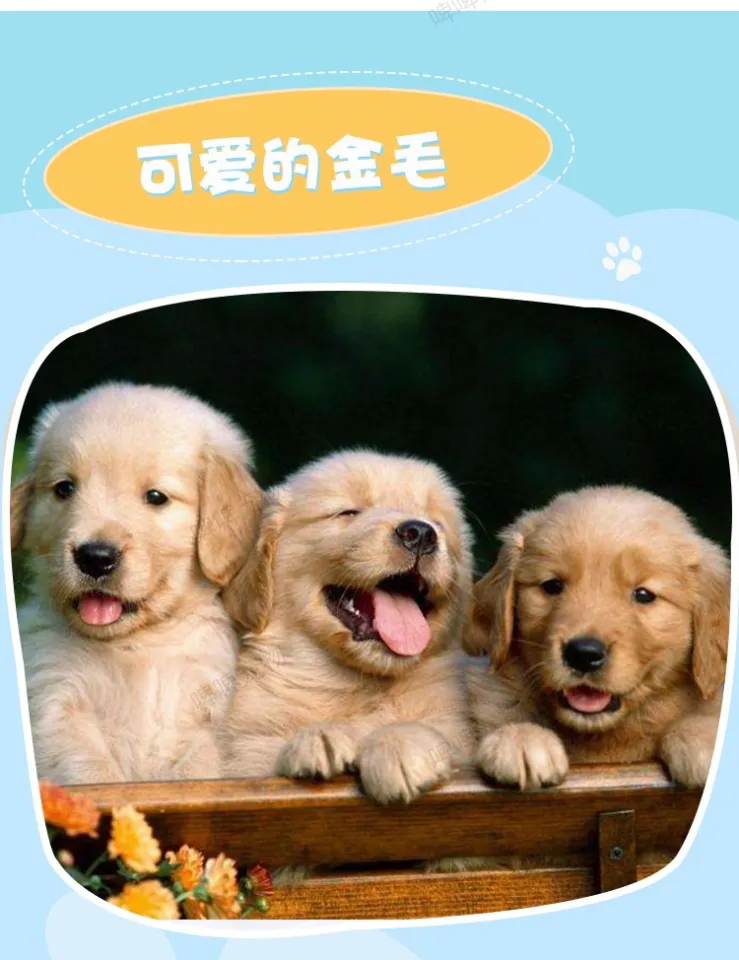 Free adoption of purebred Alaskan puppies, living giant pet dogs